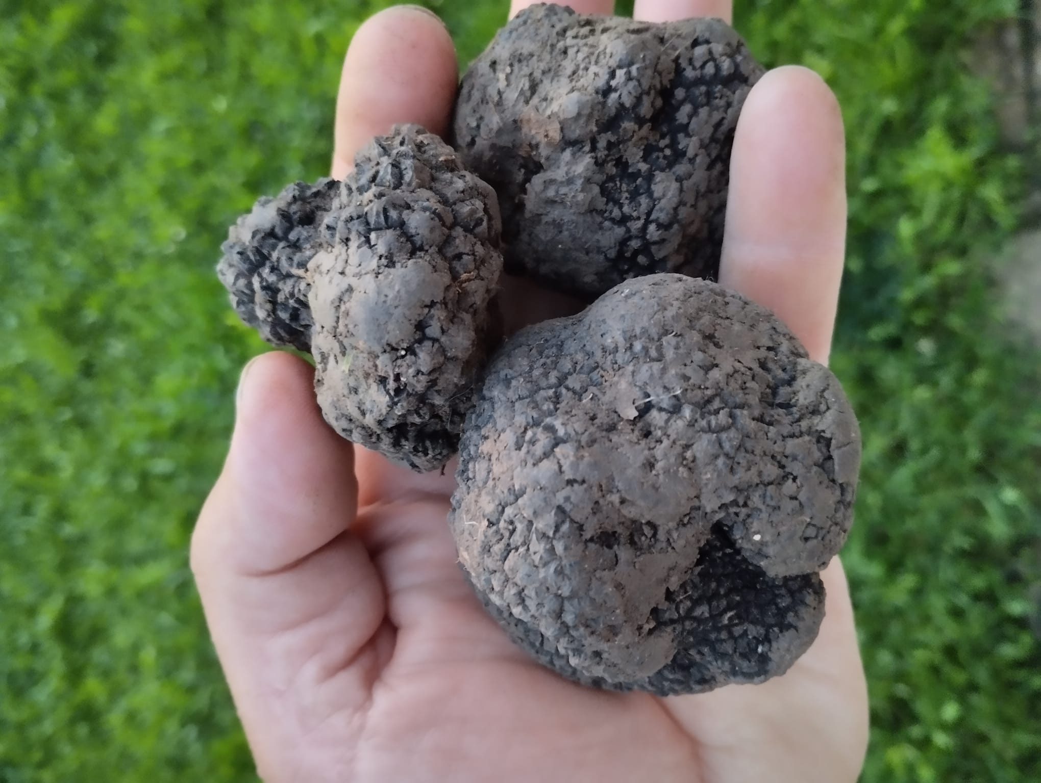 Tartufo fresco e prodotti della terra