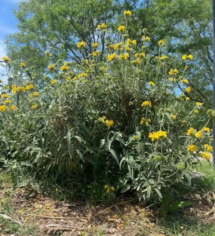 Foto 15