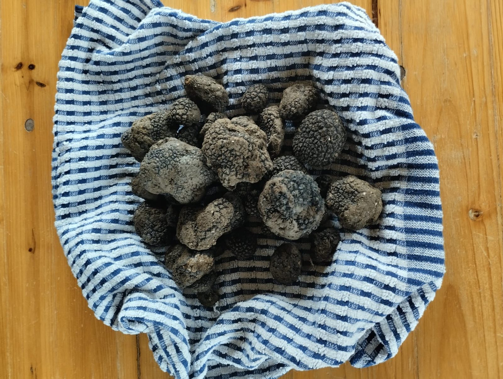 Il tartufo - Italy Terrae