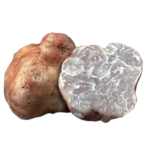 Bianchetto